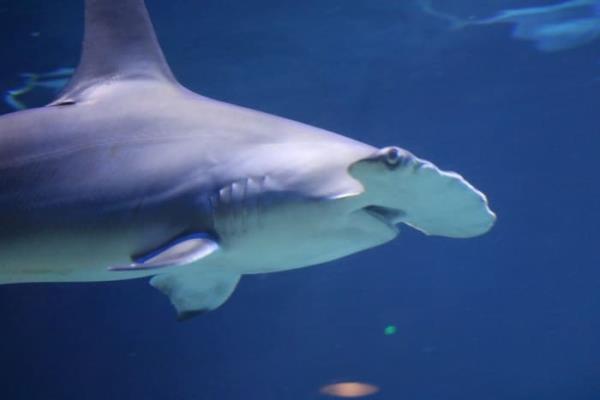 奥兰多海洋世界的鲨鱼专家将前往2023年的鲨鱼大会