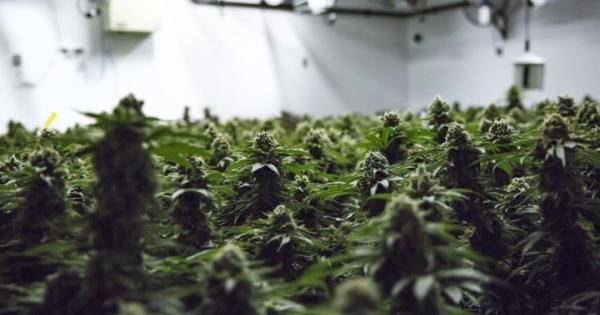 草原大麻商店寻求大麻法案审查，以增强与非法市场的竞争力