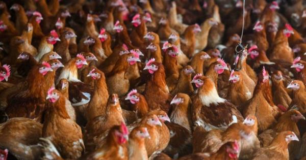 禽流感给生产者和消费者带来了压力