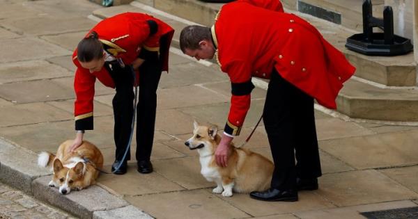 女王心爱的柯基犬和小马在葬礼上被带出来告别