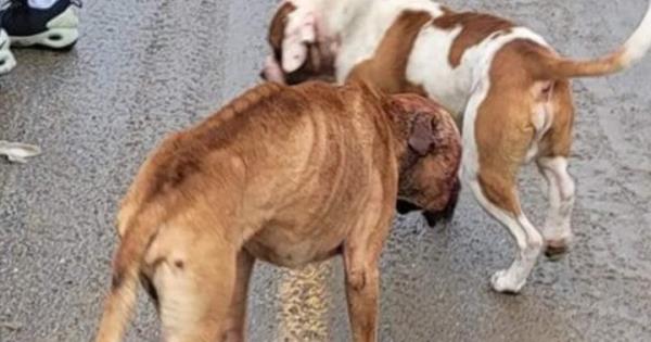 两只瘦弱受伤的狗被遗弃在不列颠哥伦比亚省基洛纳，现在在寄养家庭