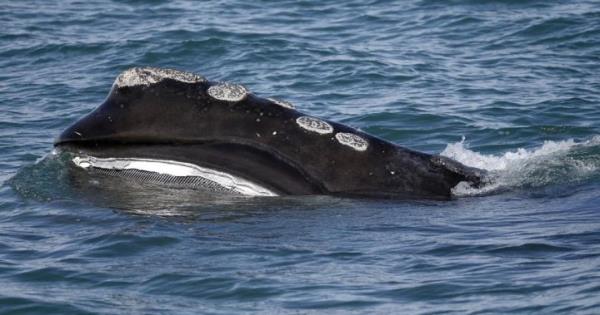 研究人员在大西洋发现了九头露脊鲸幼崽