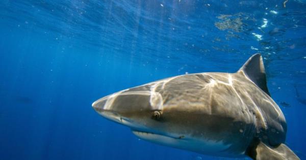一名美国游客在巴哈马潜水时遭遇鲨鱼袭击身亡