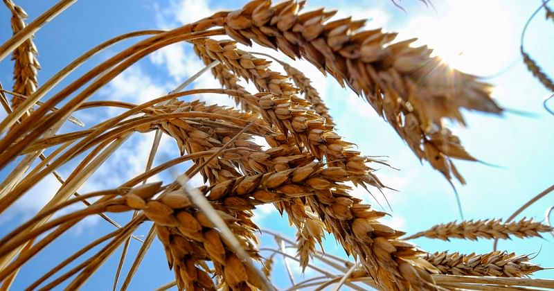 消息来源-孟加拉国将从俄罗斯进口50万吨小麦