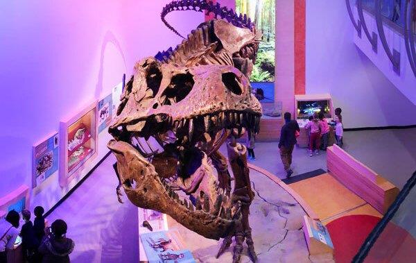 世界上最大的霸王龙位于里贾纳，可能有比它大70%的亲戚
