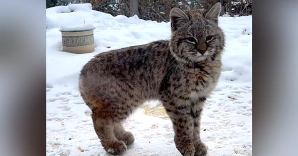 卑诗省居民捕捉到可爱的山猫小猫的视频
