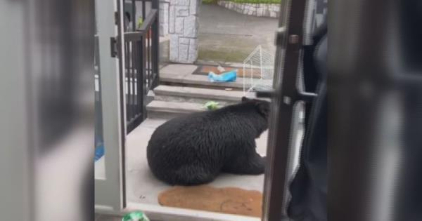 官员称，黑熊在袭击北温哥华的冰箱后被击毙