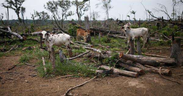 该部门表示，预计去年哥伦比亚亚马逊地区的森林砍伐将减少25%至35%